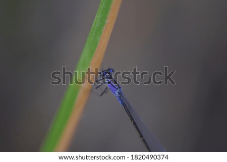 Blue dragonfly on a green leaf