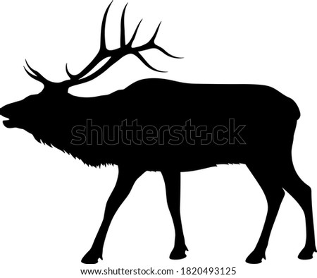 Vector illustration of a silhouette of a standing, bugling bull elk against a white background. Royalty-Free Stock Photo #1820493125