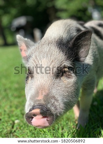 Closeup picture of Stanley the Mini Pig on a summer day in Ogden, NY
