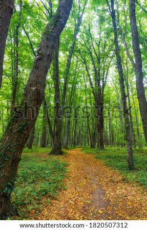 Dense forest in the middle of autumn