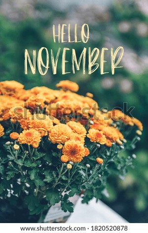 Hello November text with bouquet of orange chrysanthemum flowers in pot in garden on background