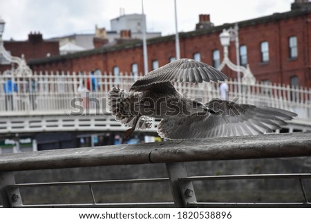 Flying Bird at Dublin City