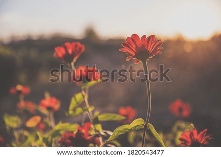 Red flowers in autumn sunset