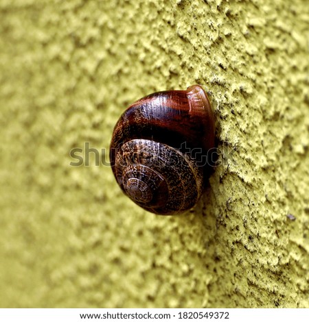 photo of a cute snail hidden in shell  while stuck to a yellow wall