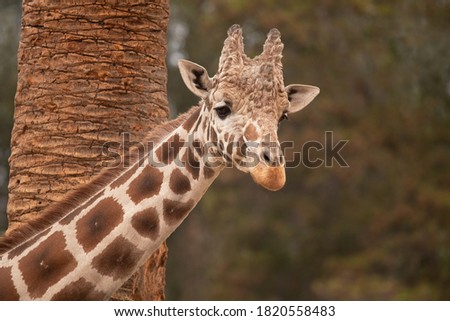 A Juvenile Giraffe Look of Innocence
