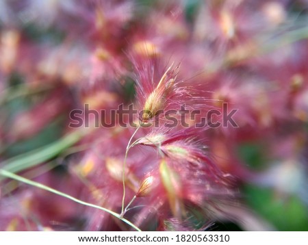 Imperata Cylindrica flower (also called cogon grass or kunai grass) with a natural grass. Indonesian call it as ilalang or alang-alang.