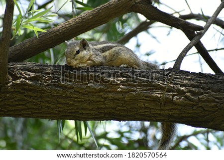 Curios single squirrel resting picture. Close up picture.