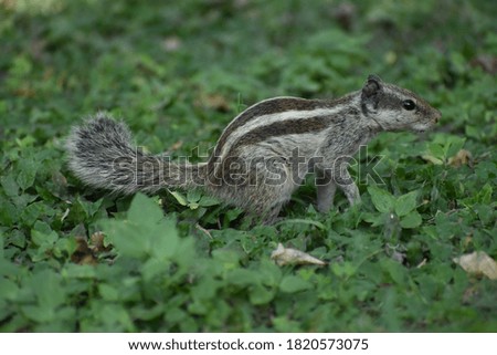 Single squirrel on ground. Close up picture.