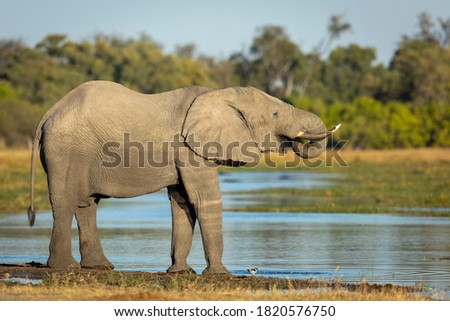 Adult elephant drinking water in golden afternoon light in Okavango Delta in Botswana