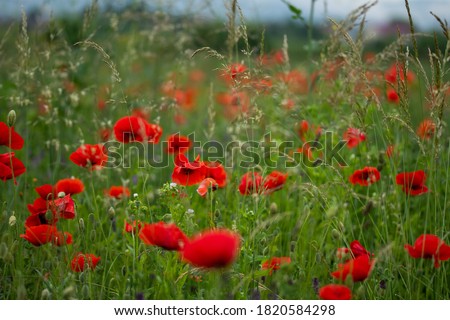 Field with poppies in Cristur, Sieu, Bistrita, Romania, 2020
