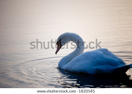 Swan in Early Morning