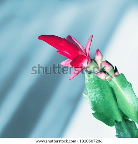 Blooming Schlumbergera flower close up on blue background. Christmas cactus houseplant. Natural environment background with copy space.