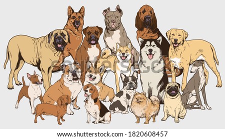 Dog illustration collection. Realistic vector illustrations of different breads of dogs. Each completed and isolated.