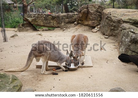 Kangoroos at the Zoo in Australia