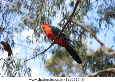 Close-up picture of the Australian King Parrot free on the nature in Australia