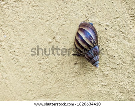Select focus on the snail. Image of a snail crawling on the wall.
