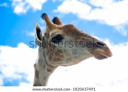 Giraffe looks closely with his right eye against a blue sky with white clouds