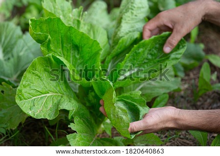 close up picture of gardener's hands touching lettuce leaves
