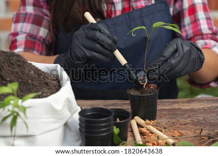 Closeup picture of  Gardener's Hands Planting Plant