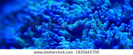 Sea anemones and corals in marine aquarium. Colorful abstract natural pattern, texture, panoramic underwater background. Concept art, graphic resources, macro photography