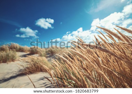 Dune grass at the beach of Skagen northern Denmark Royalty-Free Stock Photo #1820683799