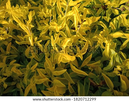Beautiful natural yellow flowers photo