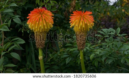 Two beautiful kniphofia or red hot poker flower heads in garden setting