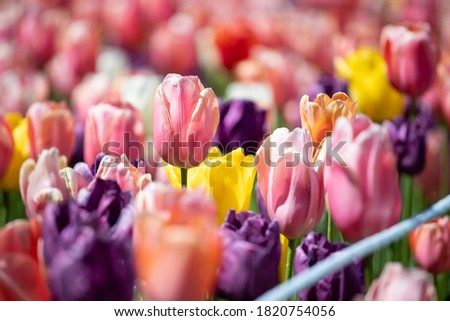 Terrific Tulips of Araluen Botanic Park Royalty-Free Stock Photo #1820754056