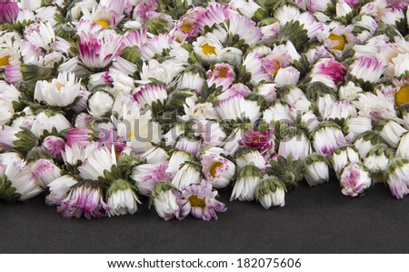 Chamomile (Matricaria chamomilla or Matricaria recutita) or daisy (bellis perennis) flowers closing heads on a black tissue carpet background. Yellow pistil, white petals and green leaves