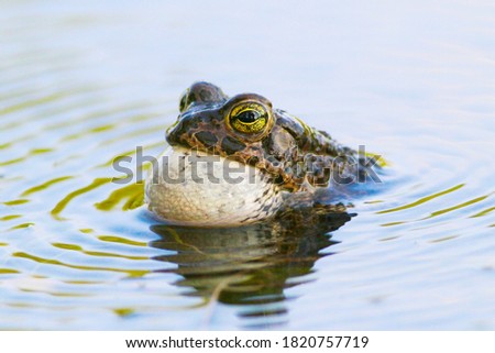 European green toad Bufotes viridis croak in the lake