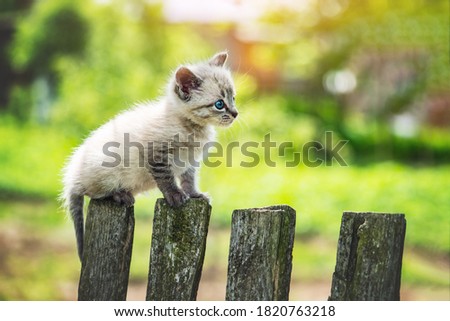 Small kitten cat with blue ayes on wooden fence on garden closeup. Animal pets photography