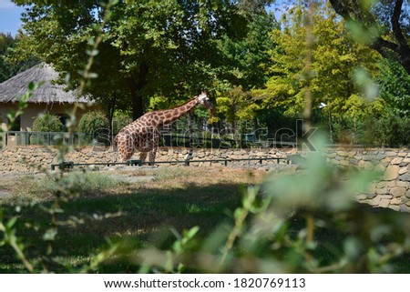 Giraffes in the Bursa Zoo, Turkey.