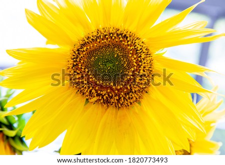 Sunflower natural background. Sunflower blooming. Close-up of sunflower. 