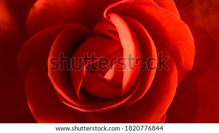 Macro photo of petals building begonia flower. Plant from Begoniaceae family. Large and strong red petals forming centered shape similar to rose bud. Horizontal crop filled by the flower. Royalty-Free Stock Photo #1820776844