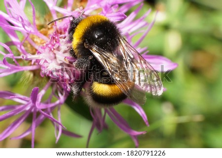  Macro view of fluffy Caucasian yellow-black bumblebee Bombus lucorum sitting on the side and raising a paw on a white and purple flower cornflower                              
