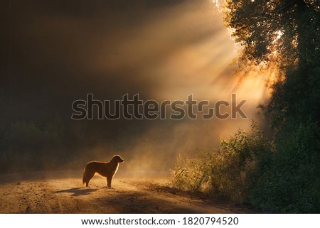 dog in the morning Sun rays. Landscape with a pet. Nova Scotia Duck Tolling Retriever in nature