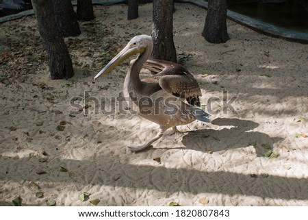 a pelican in the zoo on the ground