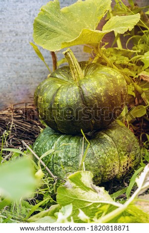 Ripe pumpkin lies on the green grass. Close-up. The background.