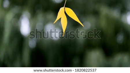 Yellow leaves hanging on tree twig.