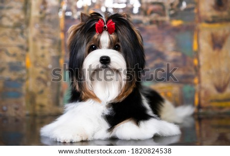 puppy dog Biewer Yorkshire Terrier Royalty-Free Stock Photo #1820824538
