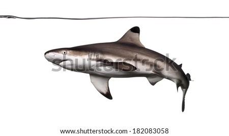 Blacktip reef shark swimming under water line, Carcharhinus melanopterus, isolated on white