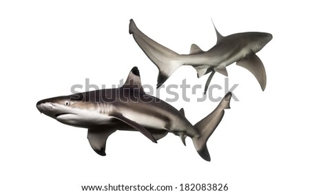 Two Blacktip reef sharks swimming in the opposite direction, Carcharhinus melanopterus, isolated on white