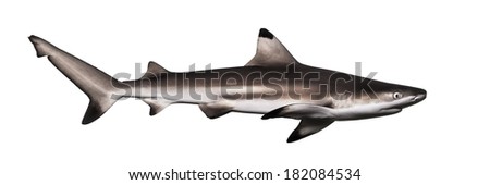 Side view of a Blacktip reef shark, Carcharhinus melanopterus, isolated on white