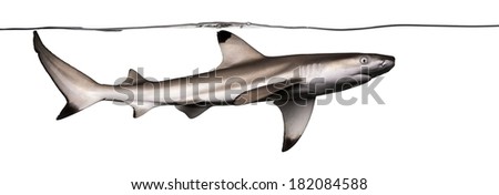 Blacktip reef shark swimming under water, Carcharhinus melanopterus, isolated on white