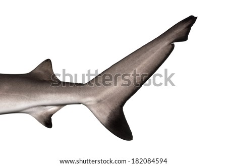 Close-up of a Blacktip reef shark's caudal fin, Carcharhinus melanopterus, isolated on white