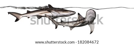 Blacktip reef sharks swimming together at the surface of the water, Carcharhinus melanopterus, isolated on white