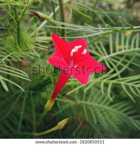 Beautiful red Cypress Vine flower images