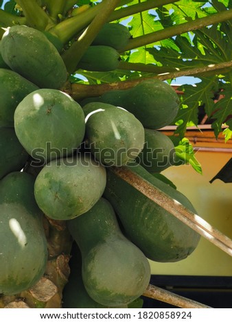 Image of fresh green papaya on tree with fruits.Image may contain noise or grain due to low light.Selective focus.