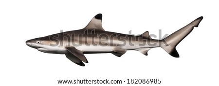 Side view of a Blacktip reef shark, Carcharhinus melanopterus, isolated on white