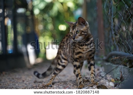 Photo of Endangered Wild Cat Species at Cat Shelter